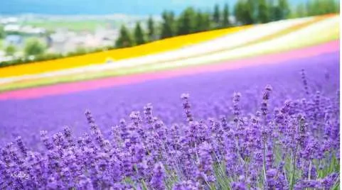 [Guaranteed Departure for 1 Available | Early Bird Discount 45% OFF] Furano, Hokkaido 1-Day Tour: Farm Tomita - Irodori Field, Shikisai-no-oka in Biei, & Shirogane Blue Pond | Departure from Sapporo [Guaranteed Departure for Solo Traveler]
