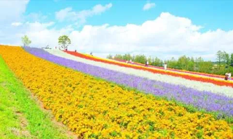 Hokkaido Furano Day Tour｜Furano＆Biei Blue Pond＆Four Seasons Color Hill｜Including Hokkaido Specialty Buffet Lunch｜Optional Deluxe Plan DIY Lavender Pillow＋Buffet＋Ice Cream (Depart from Sapporo)