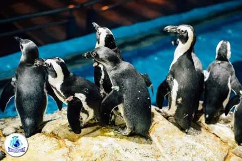 Underwater World Langkawi: Admission Ticket | Malaysia