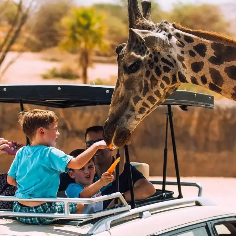 تجربة حديقة حيوانات العين